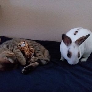 Meet your Posher, Adelle